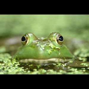 Meet your Posher, Becky